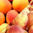 peach abricot sorbet